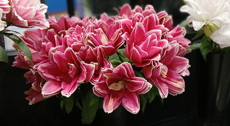 紅(圖片)