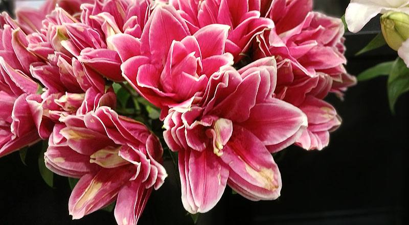 重瓣百合 紅單朵 (圖片4)