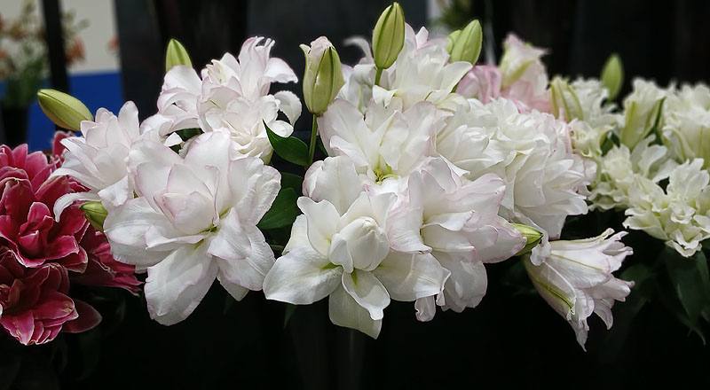 重瓣百合 阿努卡斯 (圖片1)