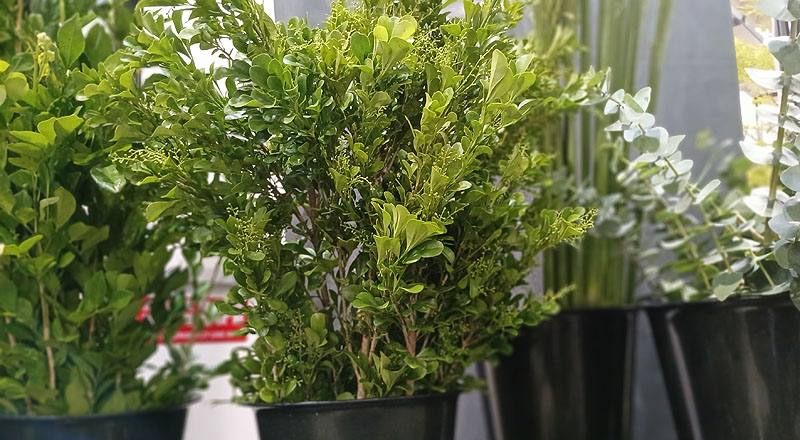 樹蘭(圖片)