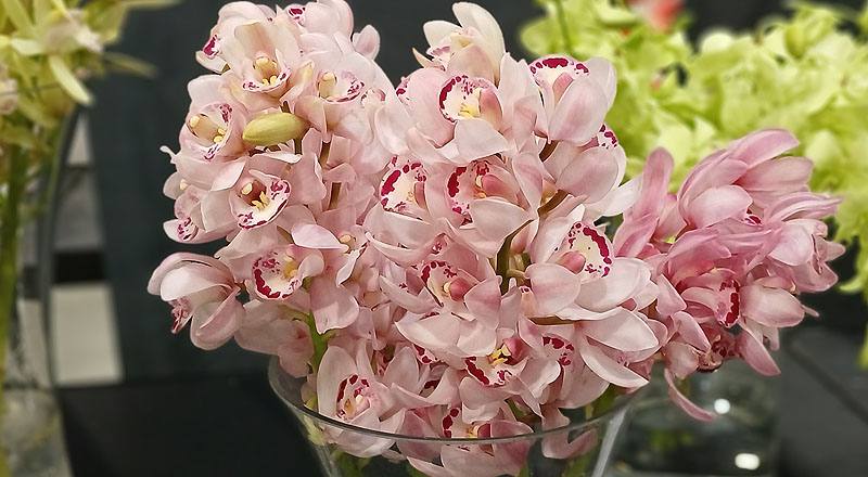 虎頭蘭 中輪粉 (圖片1)