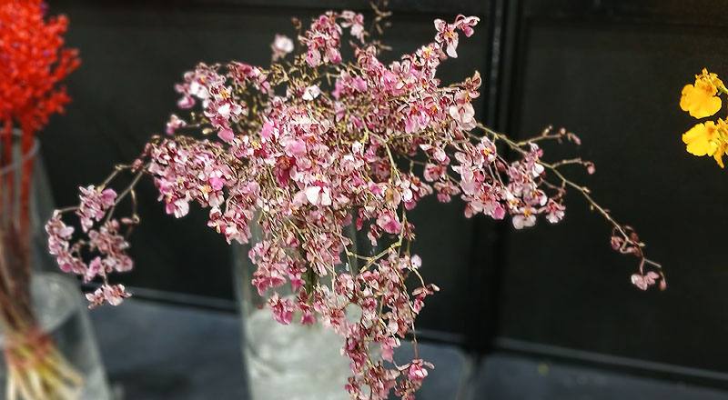 文心蘭 迷你 (圖片2)