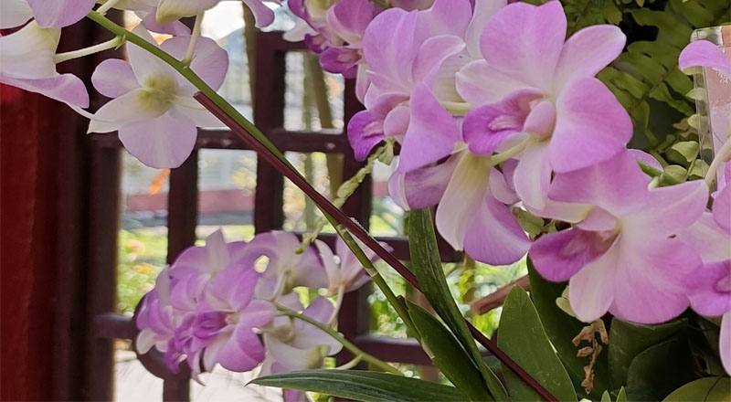 小紫花 (圖片1)