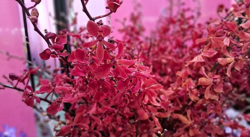 腎藥蘭 富麗紅 (圖片5)