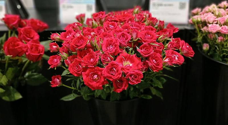 多朵紅(圖片)