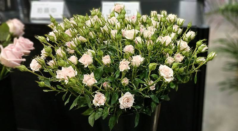 玫瑰 迷你粉 (圖片2)