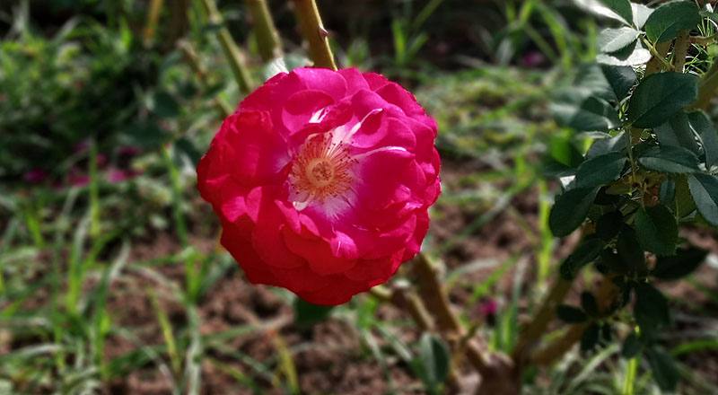 玫瑰 MY ROSE (圖片2)