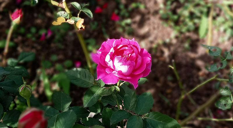 玫瑰 MY ROSE (圖片1)