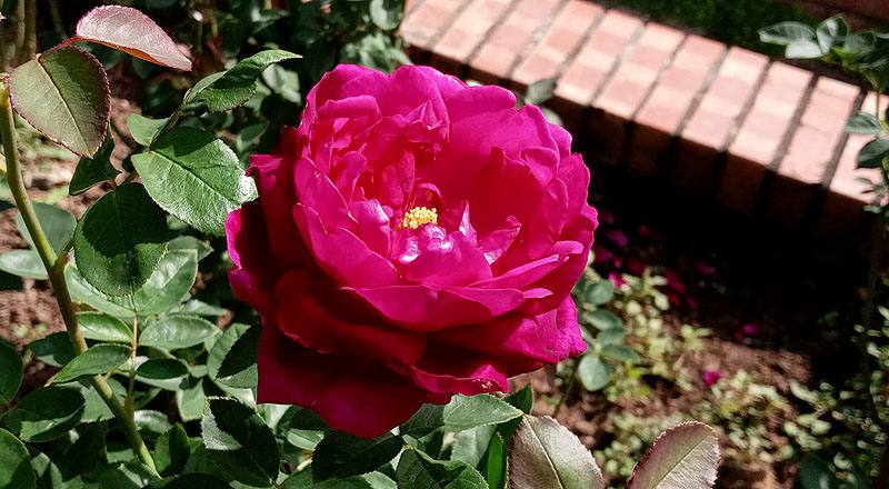 玫瑰 MY ROSE (圖片3)
