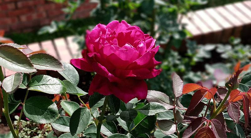 玫瑰 MY ROSE (圖片4)