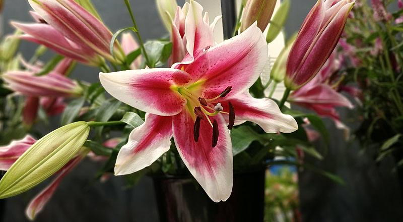 OT紅福特 單朵 (圖片3)