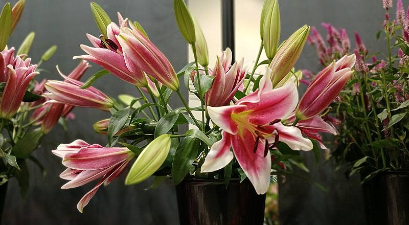OT紅福特 單朵 (圖片1)