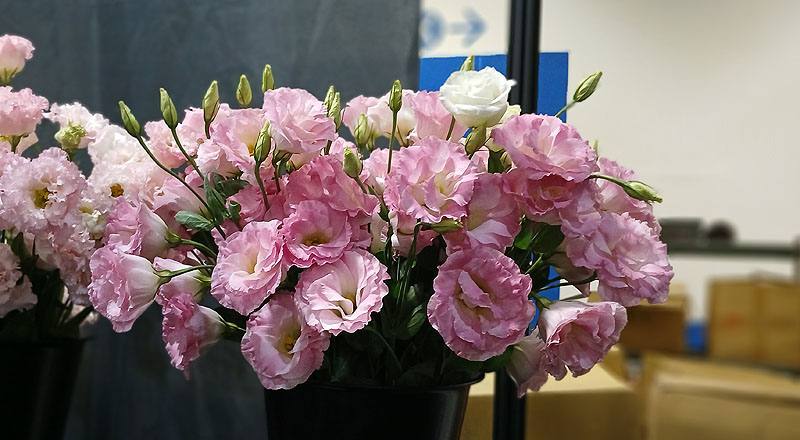 艾瑞娜彩粉(圖片)