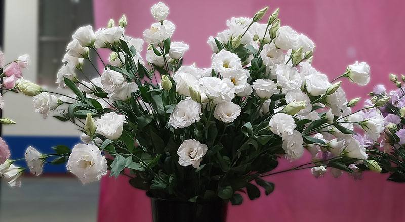 名人華麗白(圖片)
