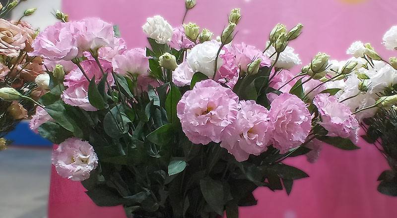 女王３彩粉(圖片)