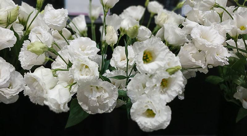 洋桔梗 菲莉亞白 (圖片1)