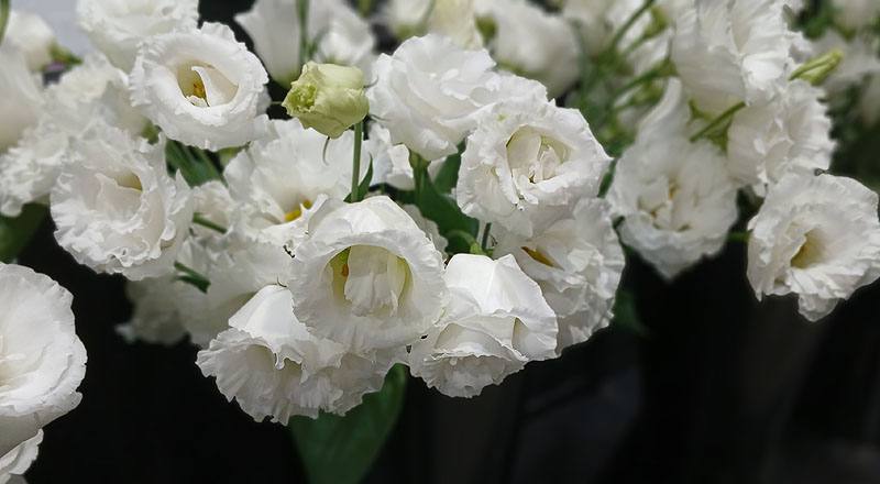 洋桔梗 菲莉亞白 (圖片3)