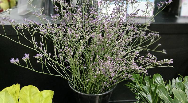 補血草 (圖片6)
