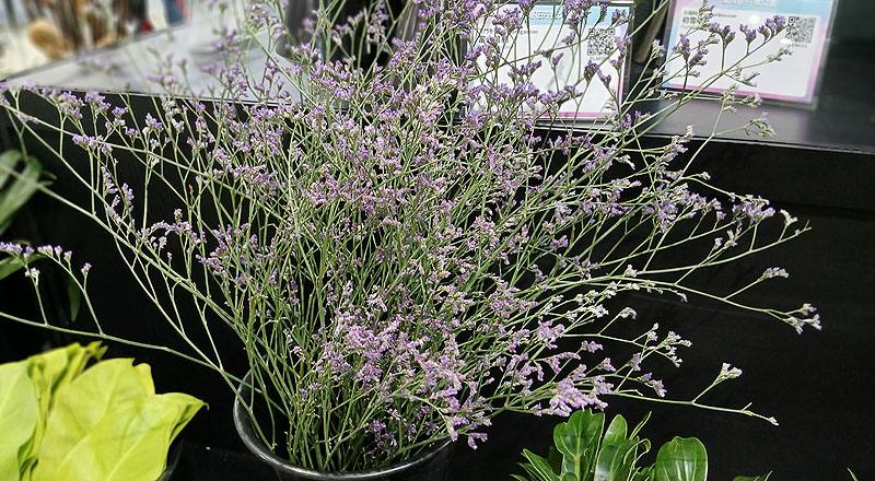 補血草 (圖片7)