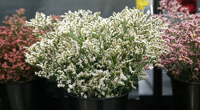水晶花 白鑽 (圖片1)