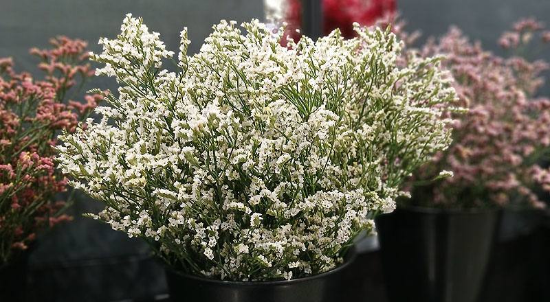 水晶花 白鑽 (圖片2)