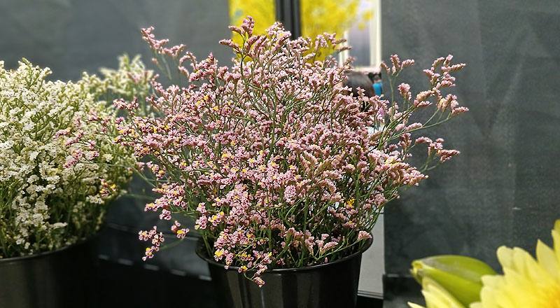 水晶花 淺紫 (圖片2)