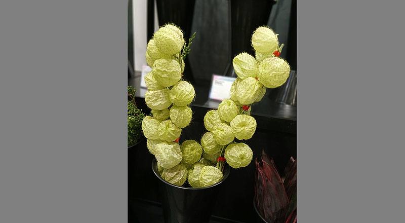 唐棉(圖片)