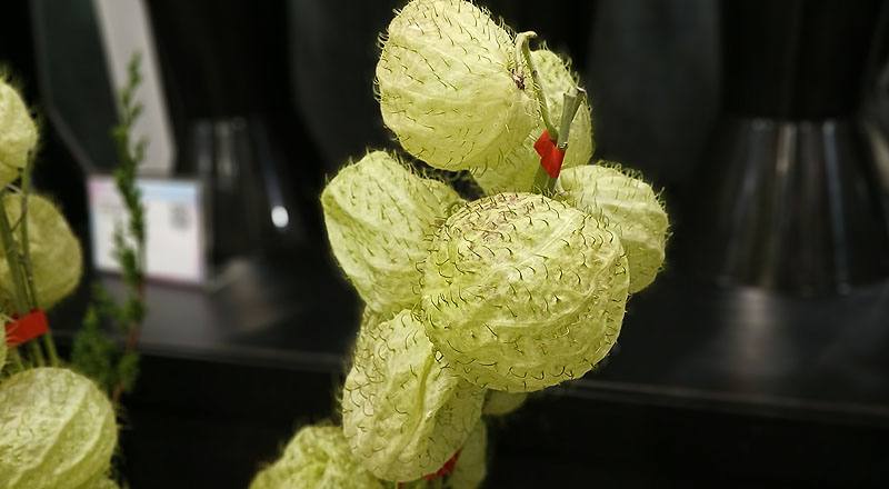 唐棉 (圖片3)