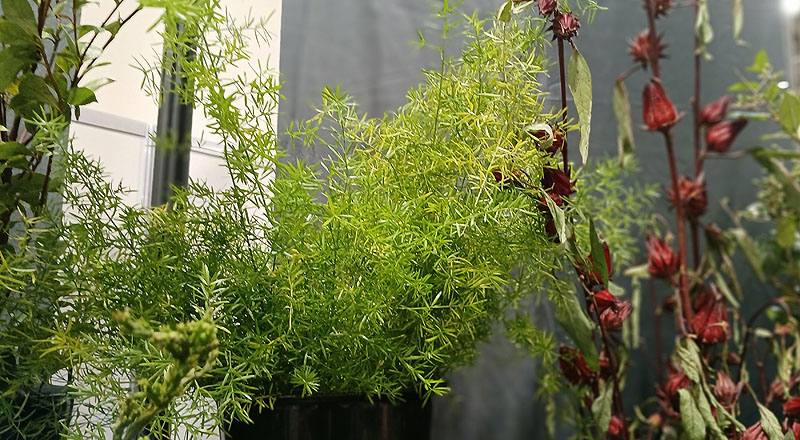 武竹(天門冬) (圖片1)