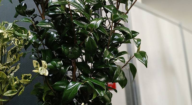 茶花 (圖片1)