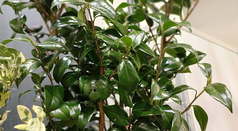 茶花 (圖片2)
