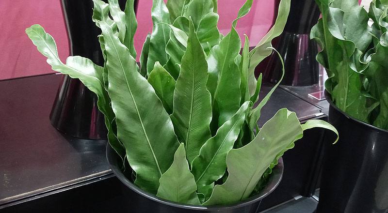 山蘇葉(圖片)