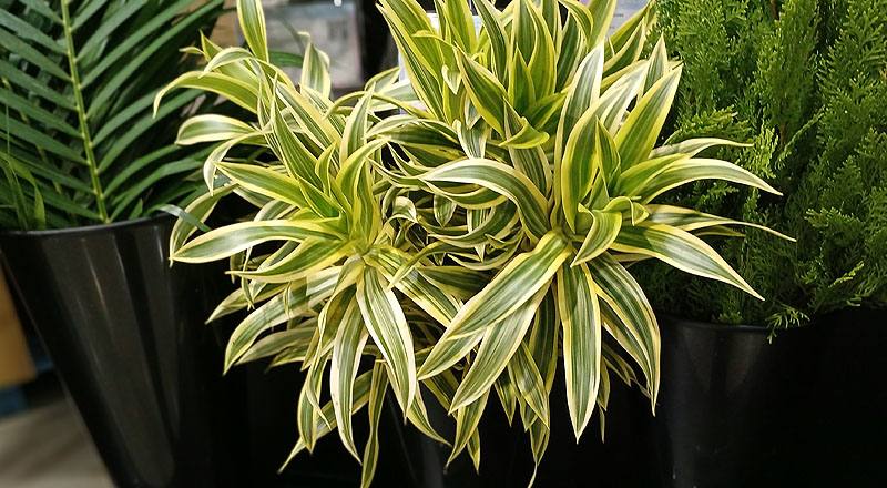 百合竹 (圖片2)