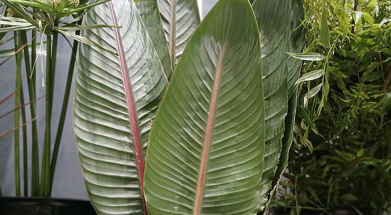 天堂鳥葉 (圖片2)