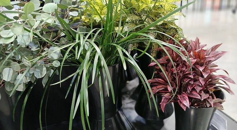 綠春蘭葉 (圖片2)