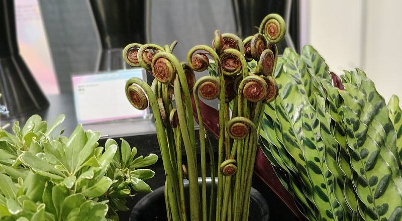 全捲(連麥) (圖片3)
