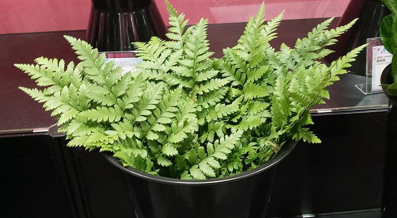 高山羊齒(圖片)
