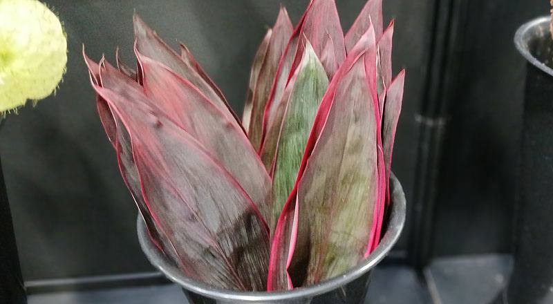 紅竹 (圖片5)