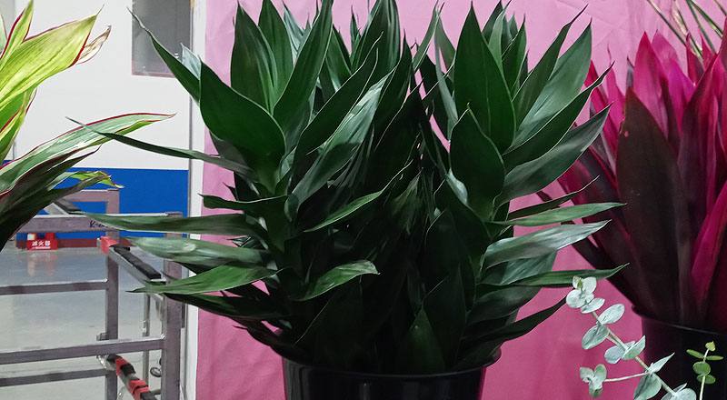 蓮花竹(圖片)