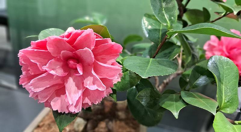茶花 A夢 (圖片2)