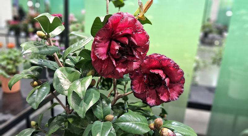 茶花 黑珍珠 (圖片2)