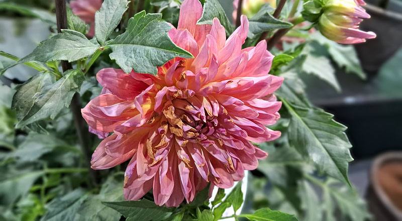 茶花 黑珍珠 (圖片5)