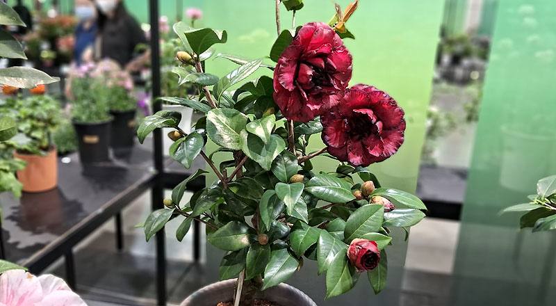 茶花 黑珍珠 (圖片1)