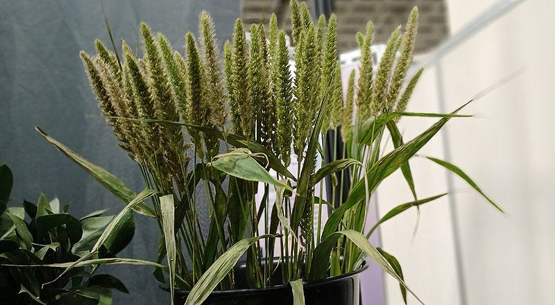 狗尾草 (圖片3)