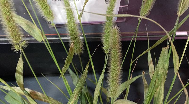 狗尾草 (圖片2)