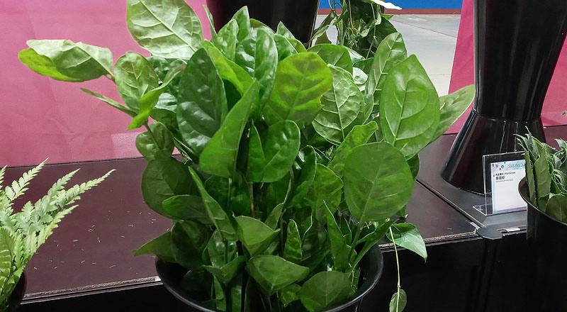 茉莉葉 (圖片1)