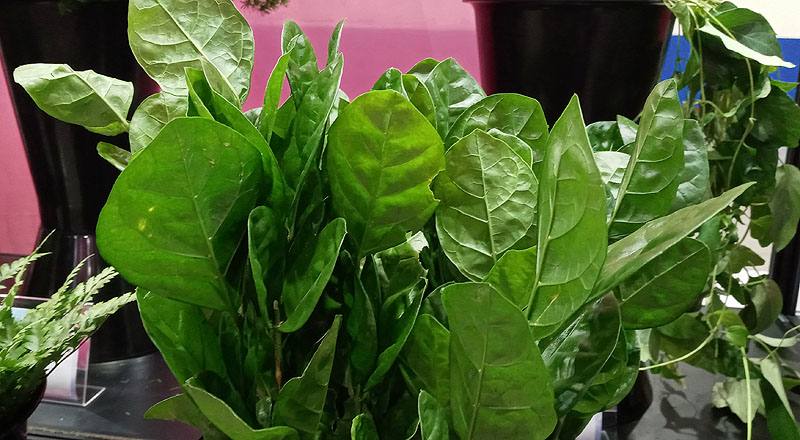 茉莉葉 (圖片3)