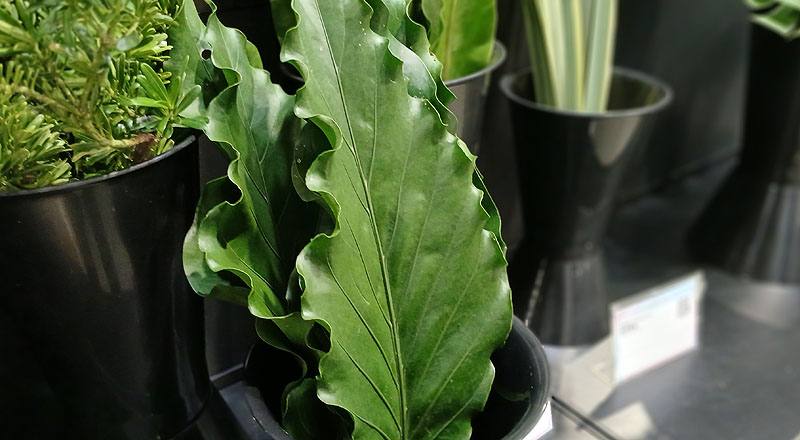 浪葉花燭 (圖片5)