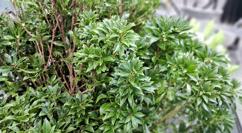 馬醉木 (圖片2)