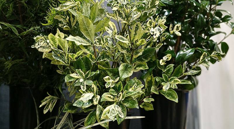 斑葉梔子葉 (圖片1)